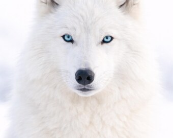 Weißer Wolf Poster Arctic Wolf Print Tierbild modern hell Wildlife Wandkunst Wohnzimmer Deko minimalistisch PDF DinA1-A5