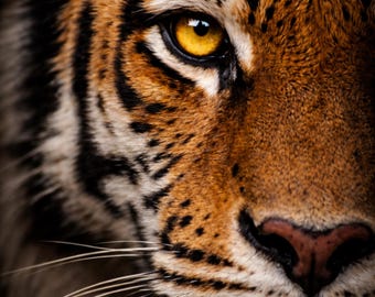 Close Presence Wildlife - Tiger Eye Poster - Extreme Crop Animal Poster - Wildlife Wall Art modern - Tiger Eye Print