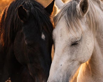 Pferde Couple Poster – Pferd Wall Art – Wildlife Love Animals – Sunset Animal Art – Printable – Modern Wandbild Tierposter Wohnzimmer Deko