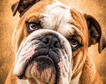 Modern Bulldog Poster – Funny Dog Picture with Character, Dog Wall Art Gift Living Room Decor Animal Portrait PDF DIN A1 - A5