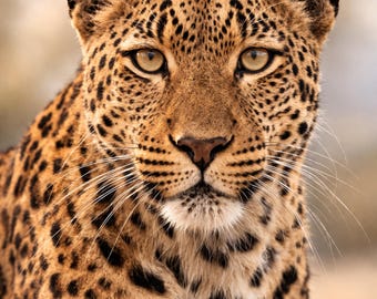 Leopard Poster Leopard Print Tierbild modern Wildlife Wandkunst warm minimalistisch Wohnzimmer Deko Tierposter PDF DinA1-A5