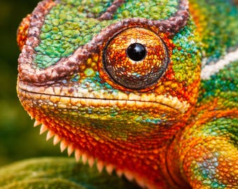 Color Impact Wildlife Chameleon Poster – Modern Macaw Wall Art – Colorful Animal Poster – Animal Wall Art Chameleon Decor