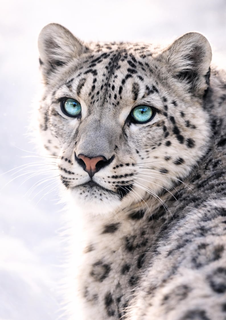 Snow Leopard Poster, Snow Leopard Print, Modern Animal Picture ...