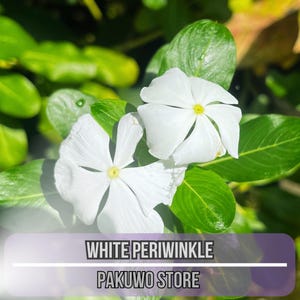 100 Dwarf White Periwinkle Seeds – Vinca Little Blanche – Ground Cover Flowers – Easy to Grow – Fast USA Shipping