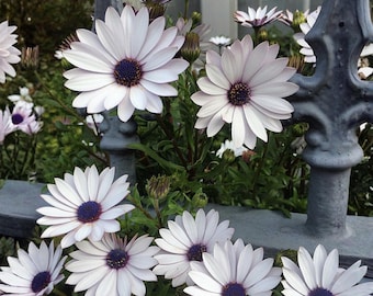 200 nasion białej stokrotki przylądkowej Osteospermum do sadzenia rzadkiej białej afrykańskiej rośliny ogrodowej