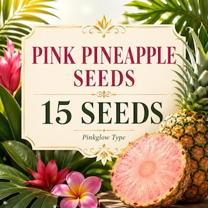 Pink Pineapple Seeds, 15 Tropical Fruit Seeds, Pinkglow Pineapple Type, Ananas Comosus, Rare Container Plant for Indoor Outdoor Growing