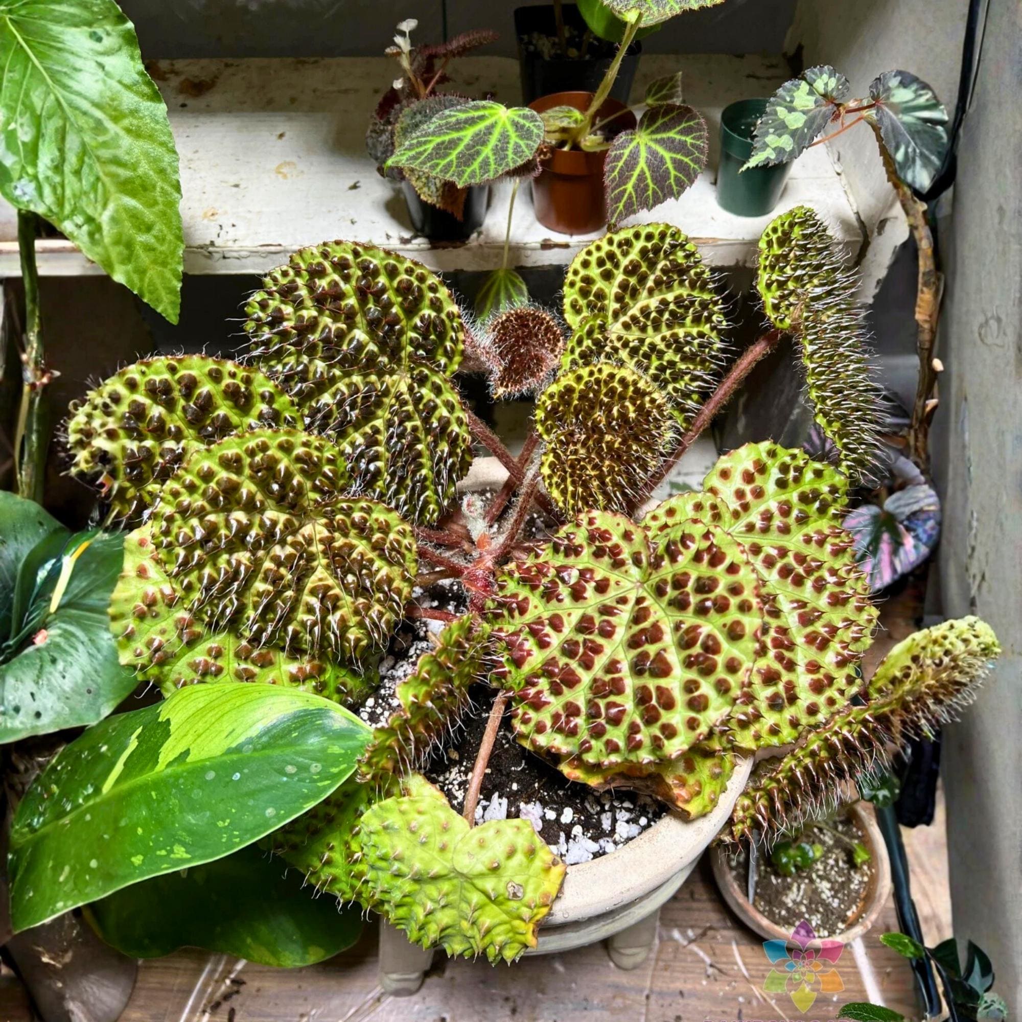Rare begonias - Etsy 日本