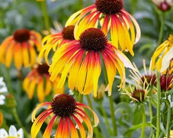 200 Sementes de Equinácea Sunseeker (Mistura de Equináceas) - Flores vibrantes semelhantes a margaridas para jardins que atraem polinizadores.
