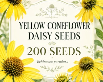 Semi di Echinacea paradoxa gialla, ideali per la coltivazione in giardino per impollinatori.