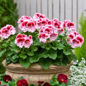 以下が含まれることがあります： 鮮やかなピンクと赤のゼラニウムが溢れる石色のプランター。花は独特のツートンカラーで、薄いピンクの花びらが濃い赤色で縁取られています。緑豊かな葉が花を囲み、ふっくらとした質感のあるディスプレイを作り出しています。