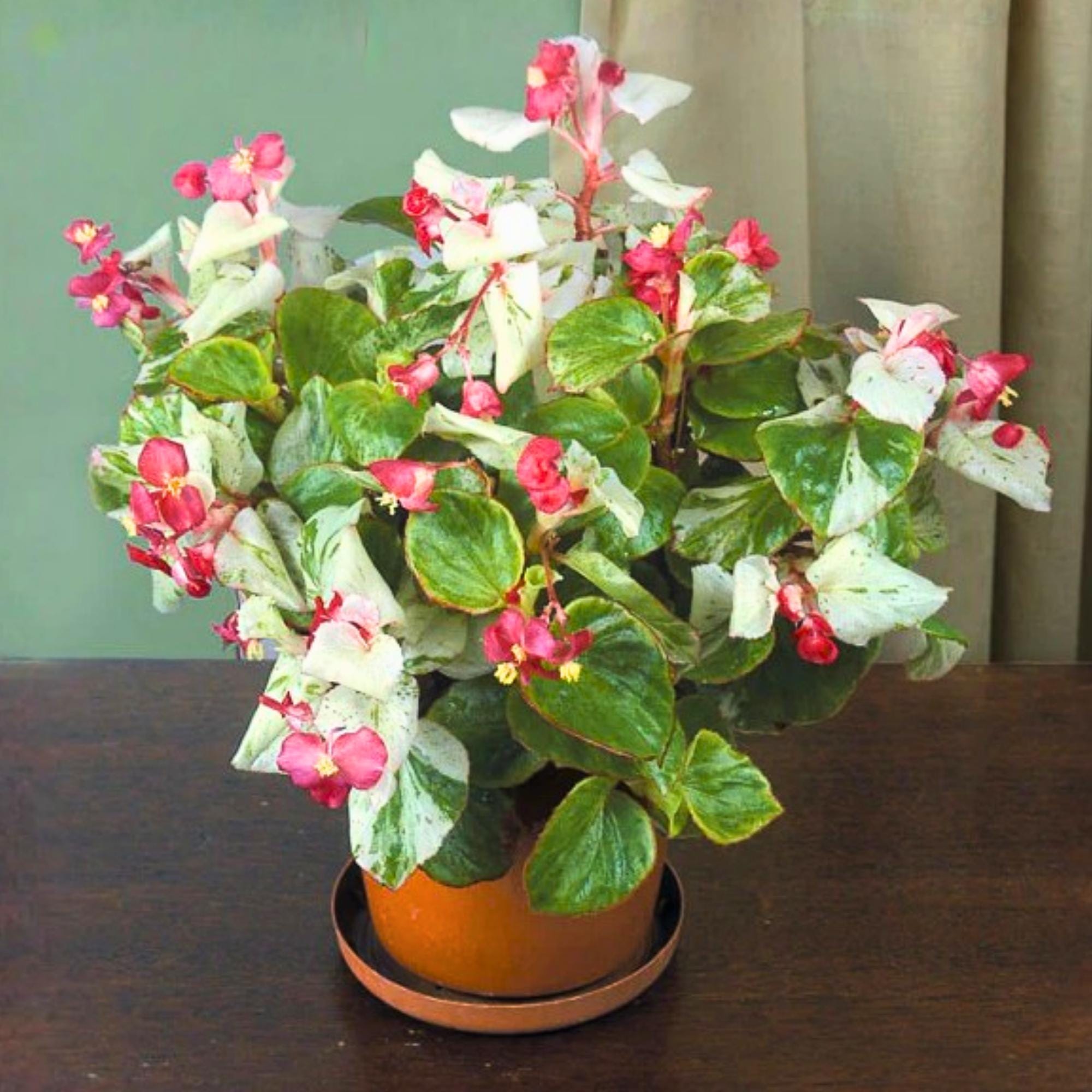 Begonias - Etsy 日本