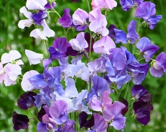 50 semillas de guisante de olor Blue Shift, flores trepadoras que cambian de color, para plantar en el jardín.