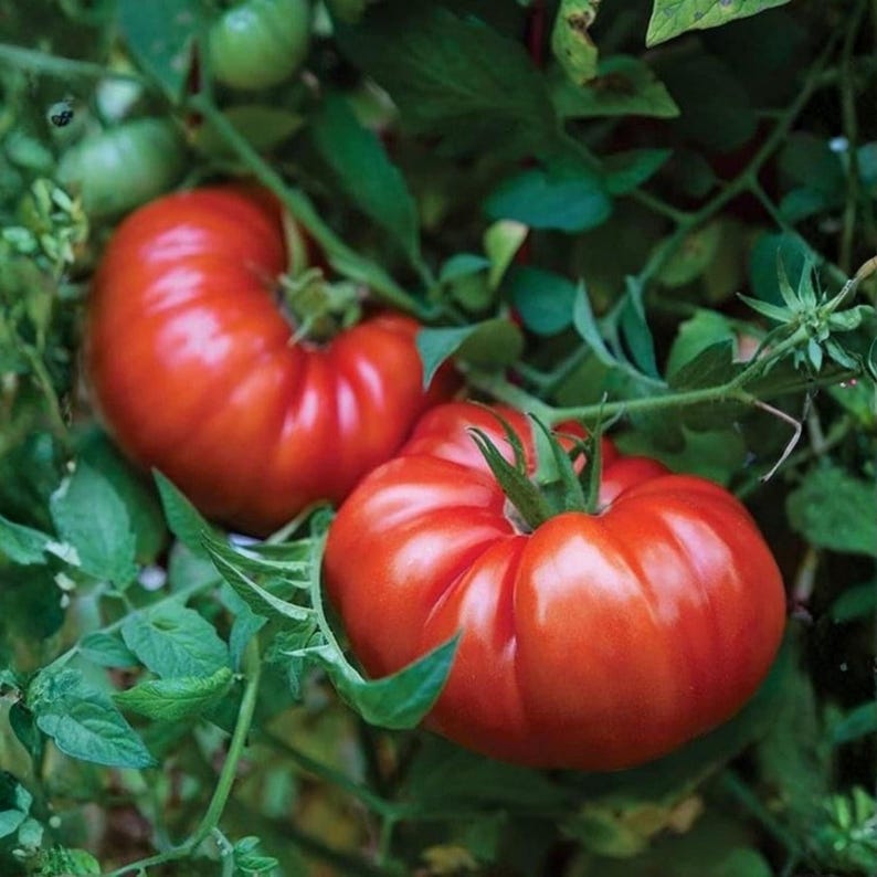 50 Beefsteak Tomato Seeds Heirloom Non-gmo Solanum Lycopersicum Large ...