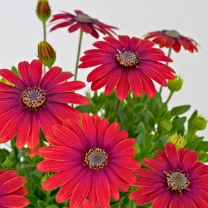 Puede incluir: Primer plano de vibrantes flores de margarita africana rojas con centros oscuros y follaje verde. Los pétalos son de un tono rojo intenso, con una sombra más oscura hacia el centro. Las flores están en plena floración, mostrando sus intrincados detalles.