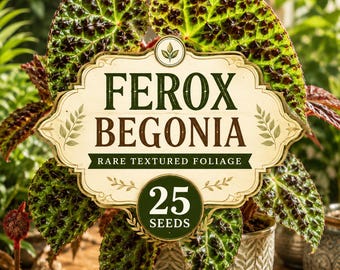 Ferox Begonia Seeds: Rare Textured Foliage, Shade-Loving Tropical Plant (25 Seeds)