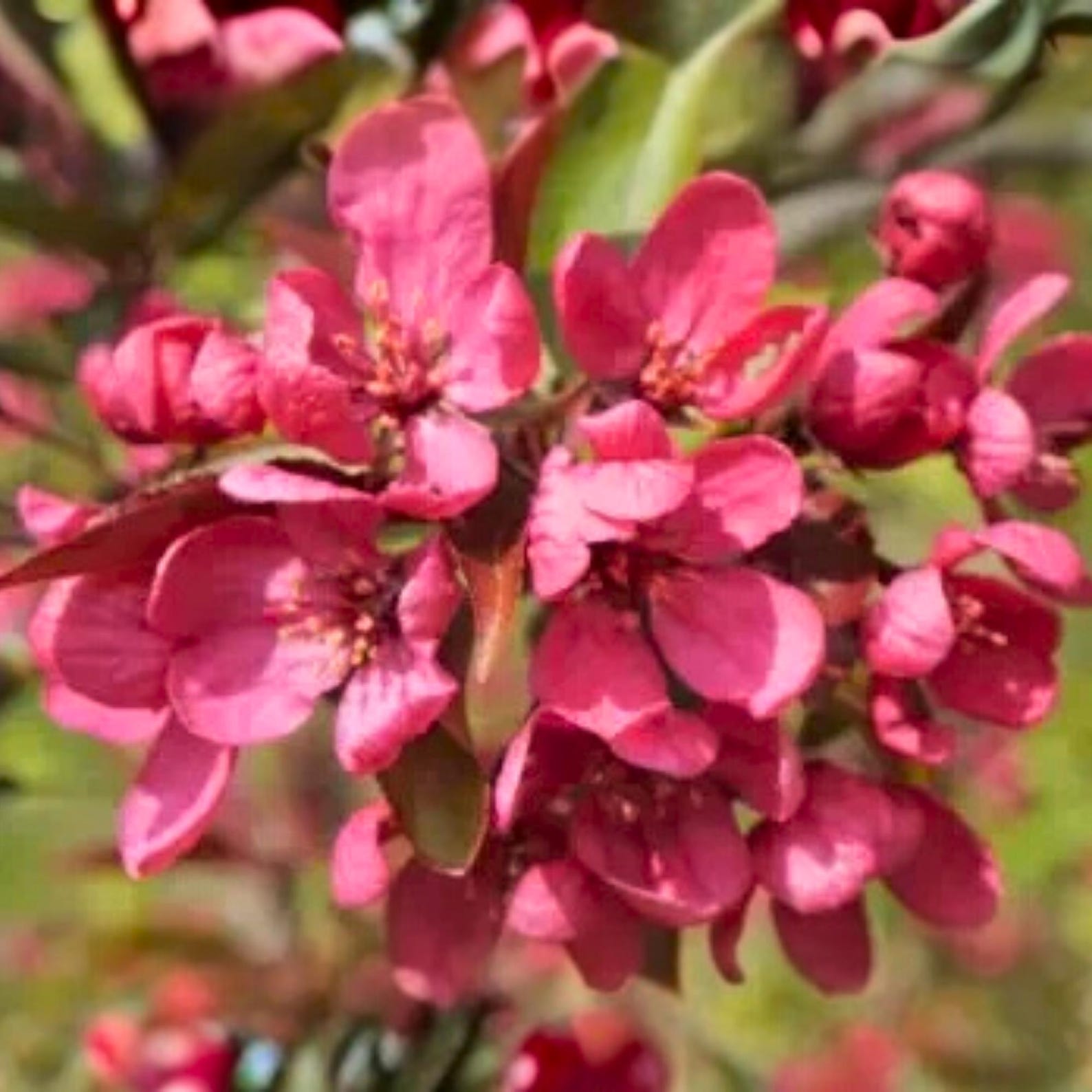 25 Prairie Fire Crabapple Seeds Ornamental Flowering Tree Pink Spring ...