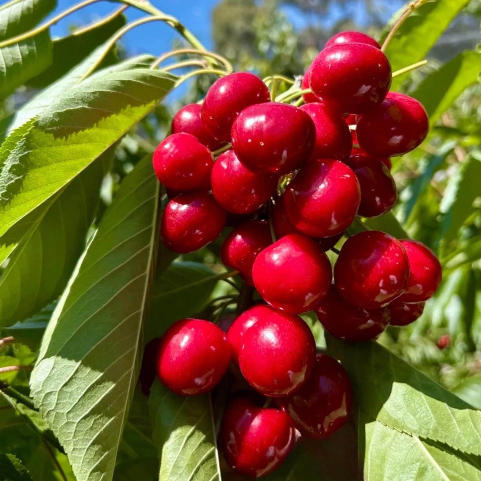 Sweet Cherry Seeds | Non-gmo Heirloom Variety (10 Seeds) - Etsy