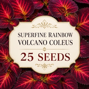 Superfine Rainbow Volcano Coleus Seeds, Burgundy Red Chartreuse Foliage, Shade Garden Plant