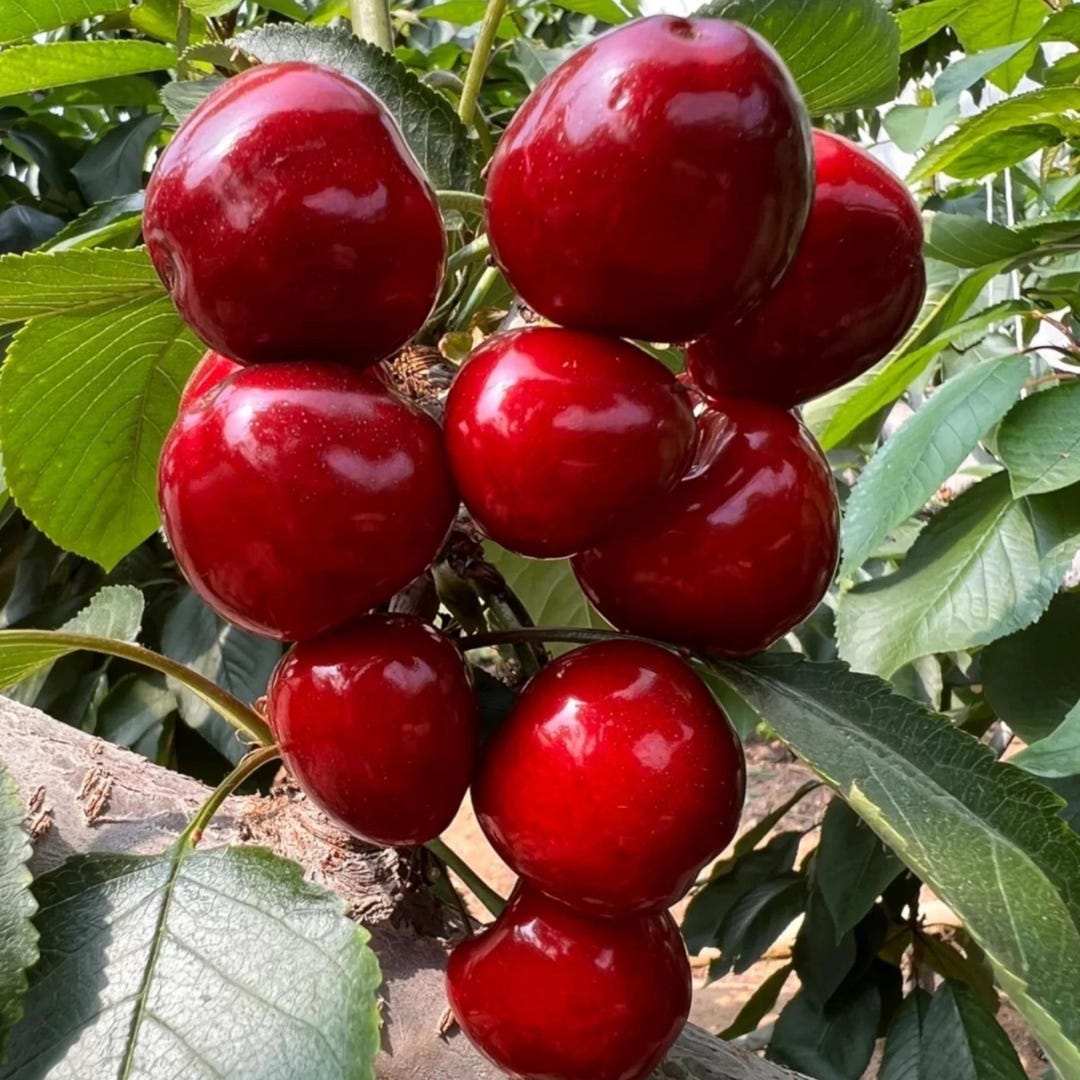 Sweet Cherry Seeds | Non-gmo Heirloom Variety (10 Seeds) - Etsy