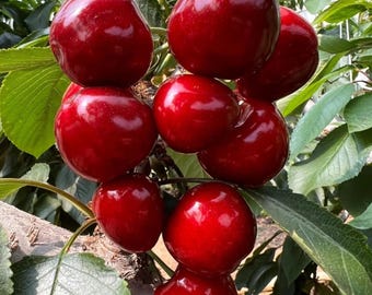 Sweet Cherry Seeds | Non-GMO Heirloom Variety (10 Seeds)