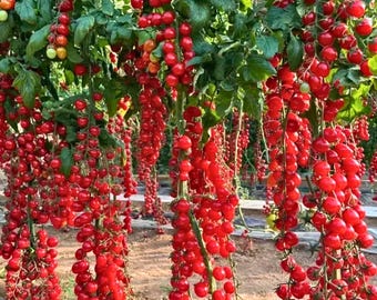 150+ Waterfall Cherry Tomato Seeds | Ultra Sweet Non-GMO Heirloom Variety | High Yield Garden Fruit