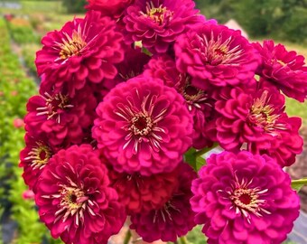 100 semillas de zinnia gigante Benary, flores grandes y profundas, color vino, flor de corte premium
