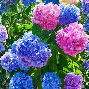 25 Blue Pink Purple Hydrangea Seeds | Hardy Perennial Blooms | Non-GMO Garden Flower Variety