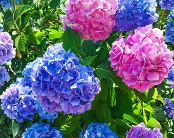 25 Blue Pink Purple Hydrangea Seeds | Hardy Perennial Blooms | Non-GMO Garden Flower Variety