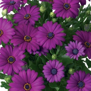 May include: A close-up of vibrant purple African daisy flowers with yellow centers and dark blue centers. The flowers are surrounded by green leaves and buds, creating a lush, natural display. The petals are delicate and layered.