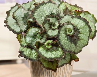 25 semillas de begonia caracol, hojas espirales únicas, begonia ornamental que ama la sombra, planta de follaje decorativo poco común.
