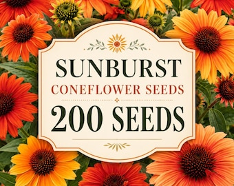 Graines d'échinacées Sunburst, mélange de 200 graines, fleurs pollinisatrices éclatantes, fleurs coupées pour jardin champêtre