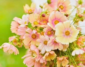 200 Apricot Lemonade Cosmos Seeds Soft Apricot & Yellow Blooms Easy Annual Garden Flower