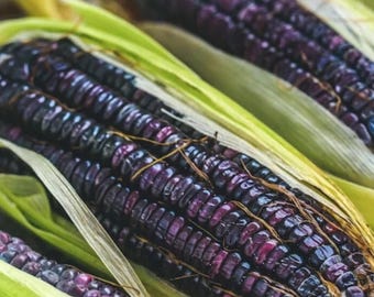 50 Blue Corn Heirloom Seeds Non-GMO | Open-Pollinated Native Flour Corn Variety