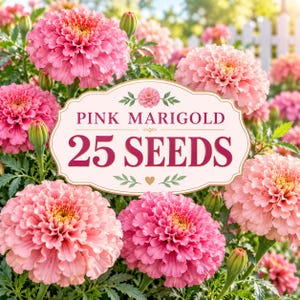 Op de afbeelding: Een verpakking met 25 roze afrikaantjeszaden met een centraal label met de tekst PINK MARIGOLD 25 SEEDS, omringd door meerdere bloeiende roze afrikaantjes met groen blad en gesloten bloemknoppen in een tuin.