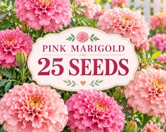 Pink Marigold Seeds, Ruffled Rose-Pink Blooms, Easy Grow (25 Seeds)