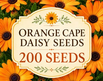 Nasiona pomarańczowej stokrotki przylądkowej, 200 sztuk Osteospermum, kwiat zapylający do ogrodów