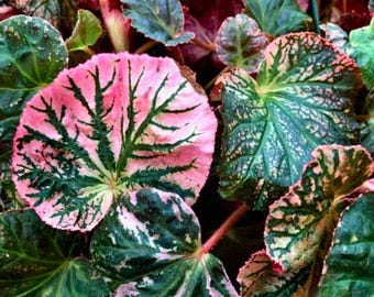 25 semillas de begonia sol de medianoche. Follaje oscuro único y flores brillantes. Semillas raras para plantar en el jardín.