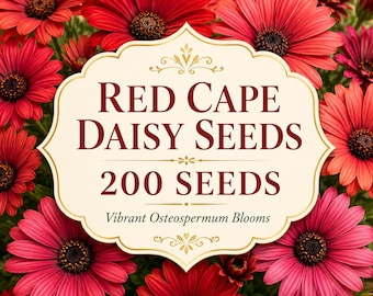 200 Red Cape Daisy Seeds, Vibrant Osteospermum Blooms for Gardens