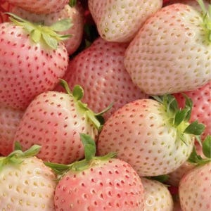 200 Rare Milk Strawberry Seeds | Unique White Fruit Variety | Non-GMO Perennial