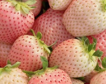 200 Rare Milk Strawberry Seeds | Unique White Fruit Variety | Non-GMO Perennial