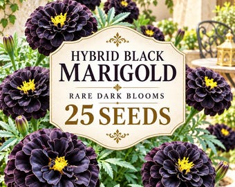 Hybrid Black Marigold Seeds: Rare Dark Burgundy Blooms (25 Seeds)