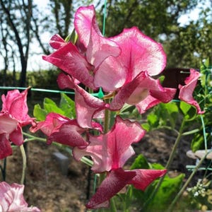 May include: Close-up of a cluster of sweet pea flowers. The petals are a vibrant pink with darker pink edges and white accents. The flowers are in full bloom, showcasing their delicate, ruffled appearance. Green foliage and stems provide a natural backdrop.