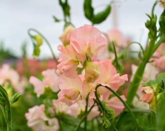 50 semillas de guisante de olor Castlewellan, flor trepadora aromática para enrejados, cercas y plantaciones de jardín.