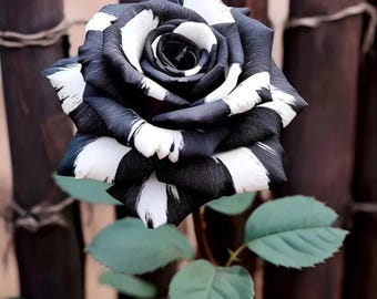 Schwarz-Weiß-Rosensamen | Heirloom Bi-Color Blume (~20 Samen)