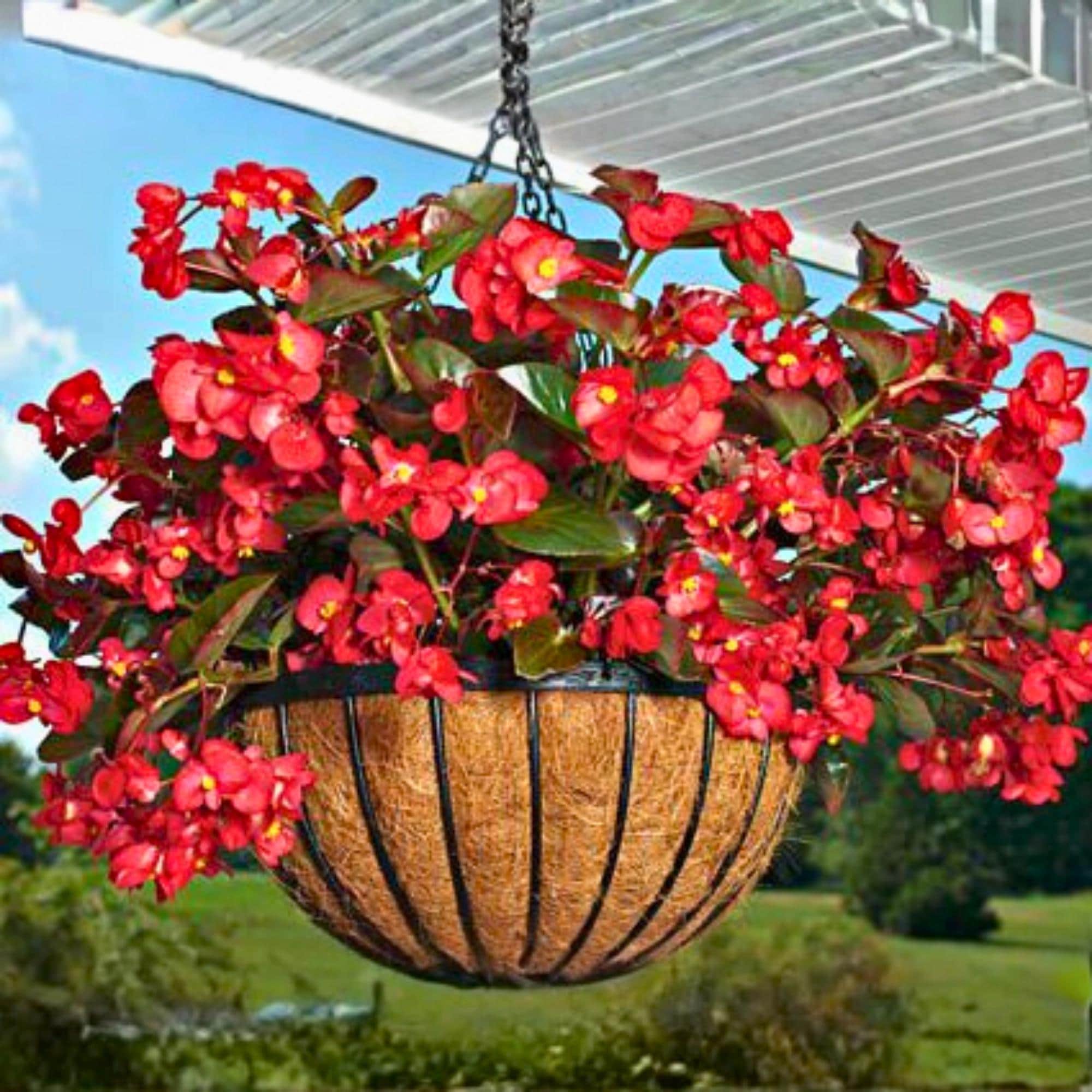 25 Dragon Wing Begonia Seeds Lush Arching Foliage & Blooms Shade