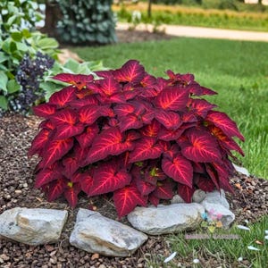 Puede incluir: Una vibrante planta de coleo con hojas de color burdeos intenso y llamativas venas rojas. La planta está rodeada de pequeñas rocas y se encuentra en un jardín con hierba verde y otras plantas en el fondo. Las hojas tienen forma de corazón.