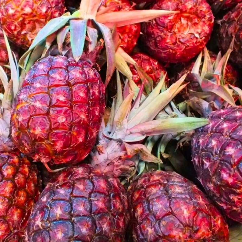 15 Red Spanish Pineapple Seeds Unique Tropical Fruit Plant Garden ...