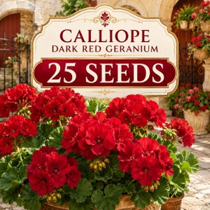 Calliope Dark Red Geranium Seeds: Bold Crimson Blooms for Containers, Beds, Borders (25 Seeds)