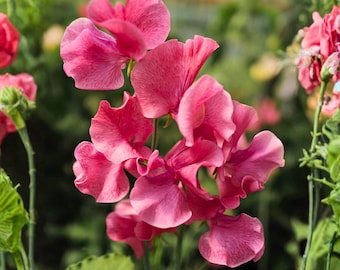 Semillas de guisante de olor de 50 mm, flores trepadoras aromáticas para enrejados, arcos y jardinería.