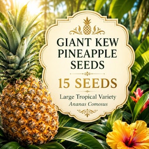 Giant Kew Pineapple Seeds, 15 Large Tropical Ananas Comosus Seeds